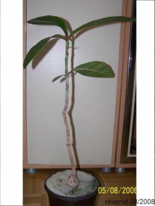 barringtonia asiatica ozean gift mangroven