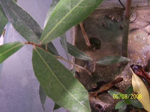 brillenmangrove heritiera littoralis