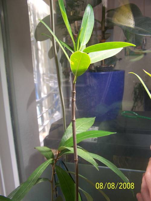 rhizophora mangle rote mangrove