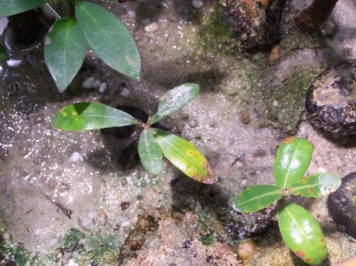 graue mangrove avencia marina