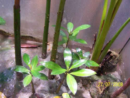 kleinfrucht orange mangrove brug cylindria