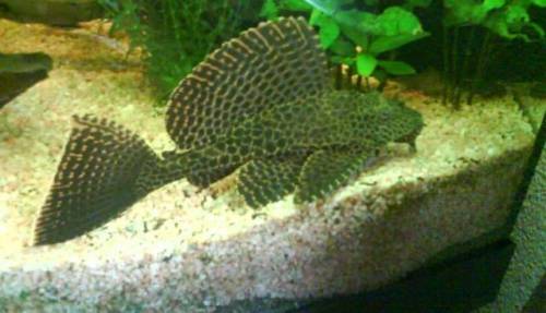 ca cm gro�er wabenschilderwels