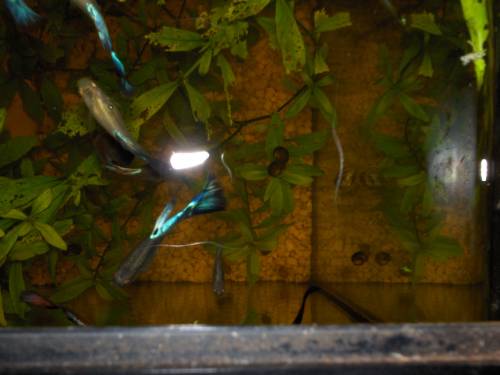 prachtguppy weibchen m�nnchen