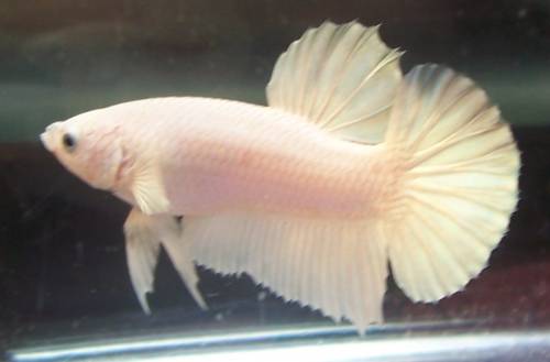 sehr sch�nes p�rchen pk in opaque