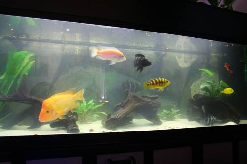 malawibarsche zu verkaufen versch arten bis ca cm auch einzeln