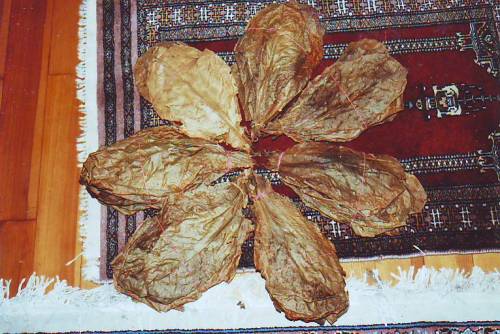 gro�e seemandelbaumbl�tter versandfrei bruch kostenlos daz