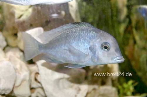 cyrtocara moorii nur noch st�ck