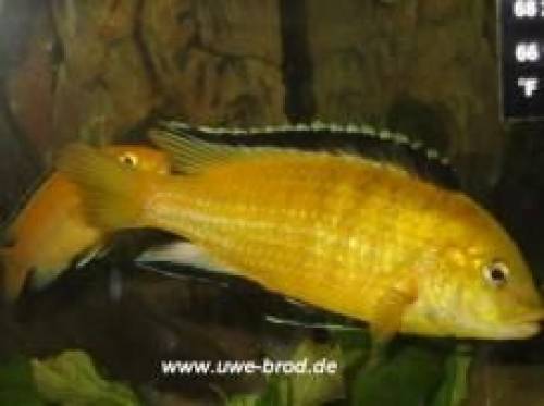 labidochromis yellow