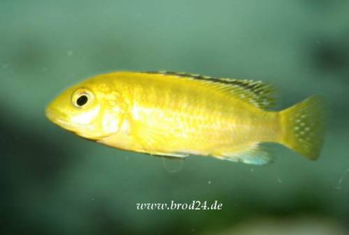 nachzucht labidochromis yellow