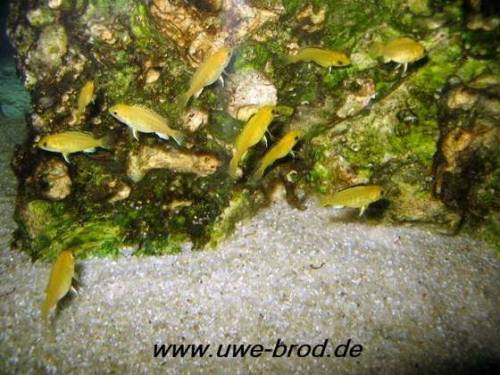 labidochromis yellow