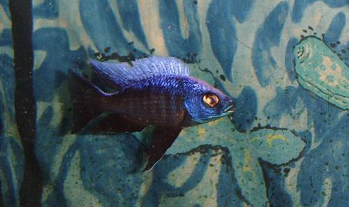 wir bieten aktuell copadichromis trewavasae f