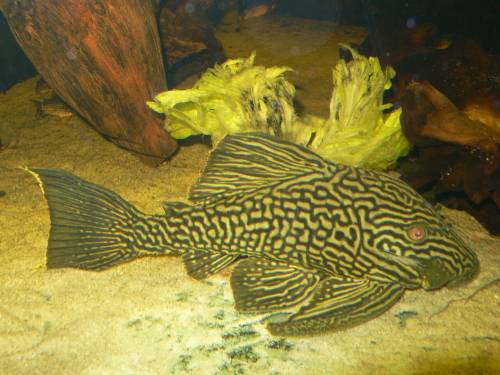 panaque nigrolineatus sp l tele pires brokenline