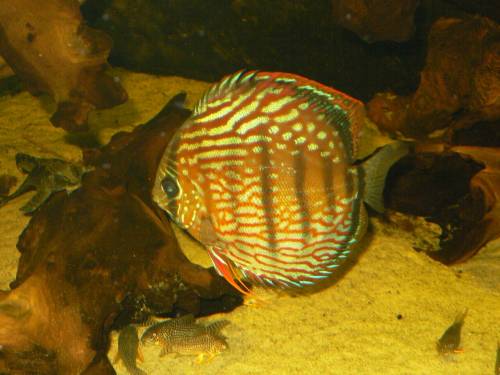 suche curipeua oder rotgrundiges diskus weibchen