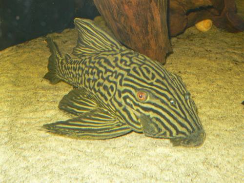 l panaque nigrolineatus sp teles pieres