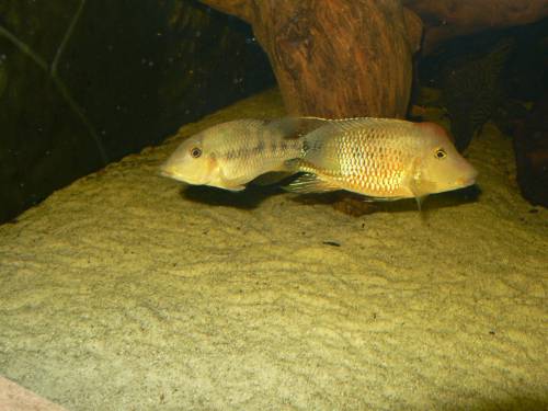 rothaubenerdfresser geophagus steindachneri hondea