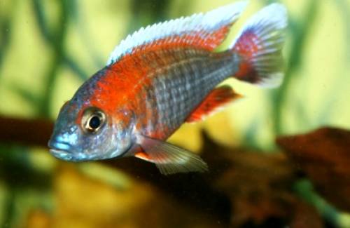 barsche und mehr aus hobbyzucht