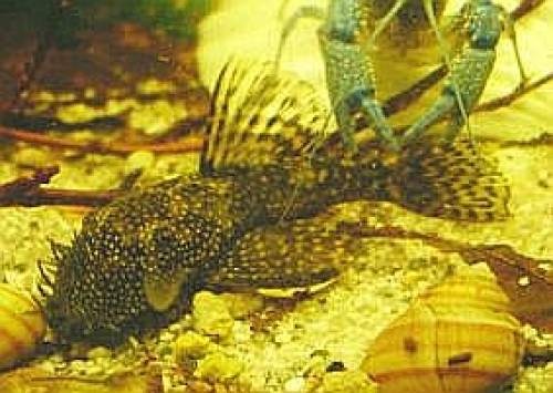 blauer antennenwels reinerbig ab  