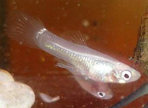 weier guppy raritt  
