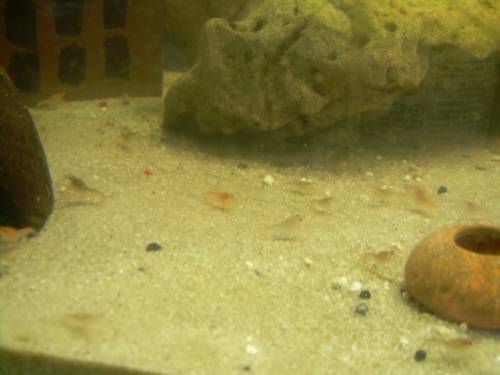  procambarus clarcii nachzuchten