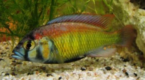 barsche und mehr aus hobbyzucht