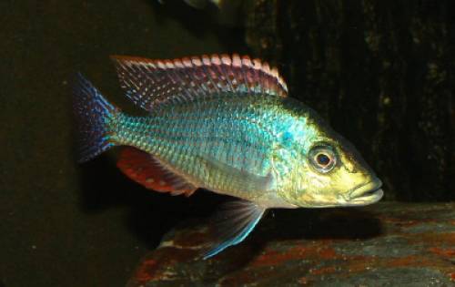 lethrinops lethrinus