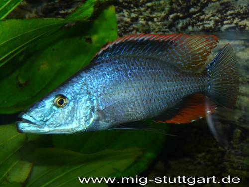malawiseecichliden aus privater nachzucht