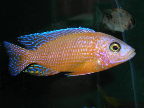 malawiseecichliden aus privater nachzucht