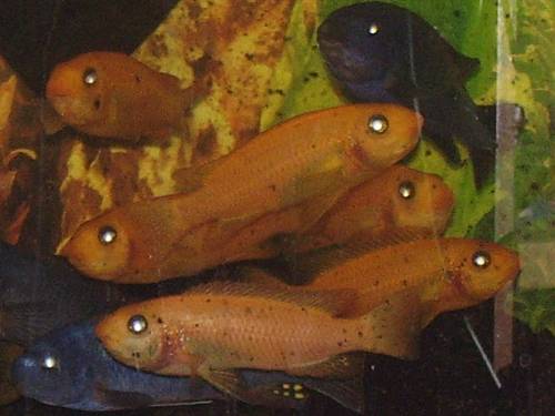 labeotropheus trewavase schabemaulbuntbarsche