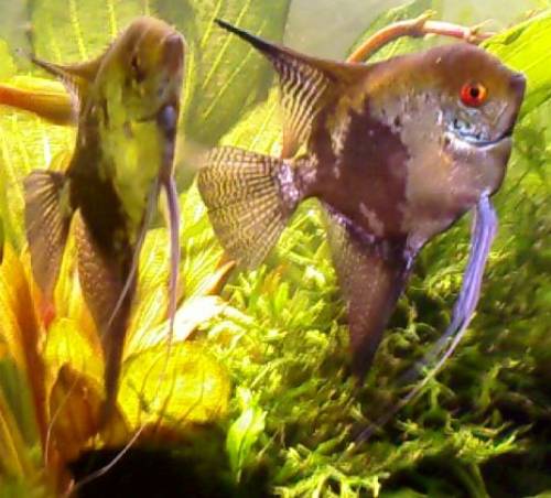  skalare ca jahre alt stuttgart