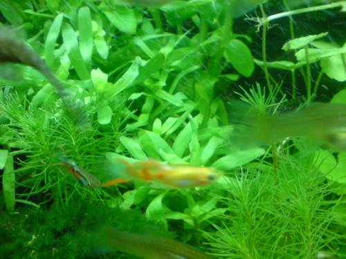 seltene guppys blond rot