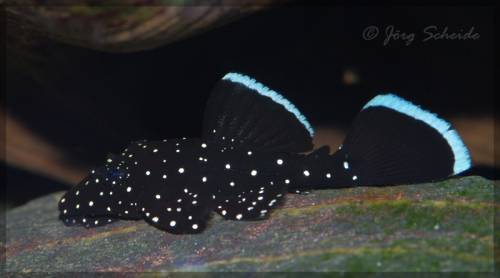 l ancistrus sp tpfelantennenwels 