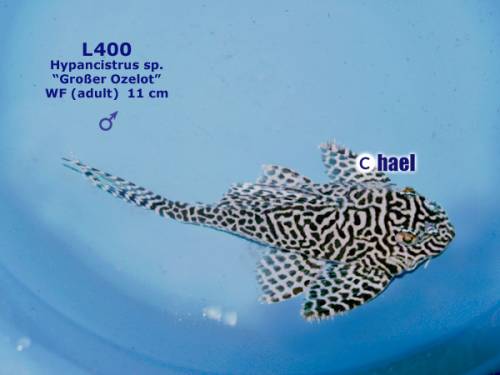 l hypancistrus sp groer ozelot welse wfnz f  