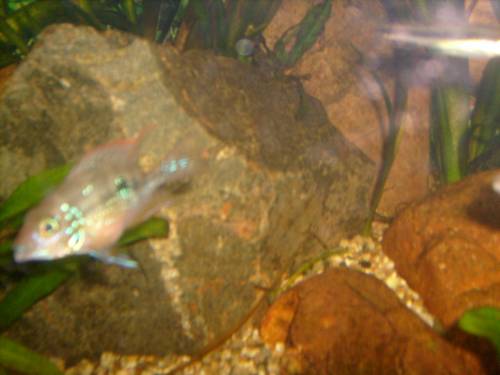 buntb abzugeben orangesaum sajica thorychtis elliotti