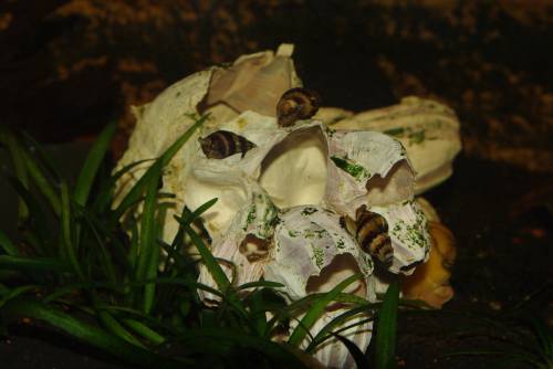 raubschnecke anentome helena raubturmdeckelschnecke