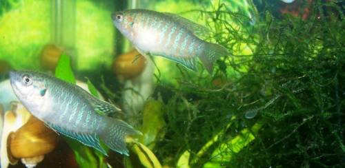 paradiesfische macropodus opercularis eigene nz