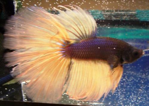 sehr sch�ne kampffische