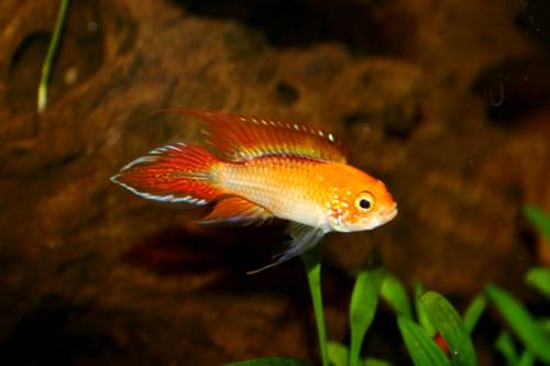 feuerroter agassizi zwergbuntbarsch preis pro paar