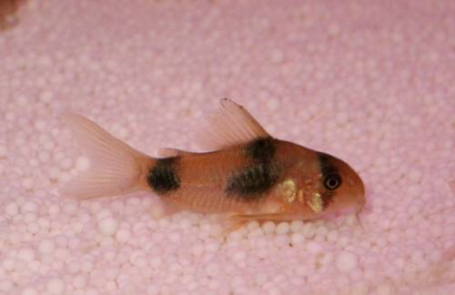 zweifleck panzerwels corydoras weitzmani nachzucht