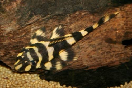 atabapo schmetterlingsharnischwels l nachzucht