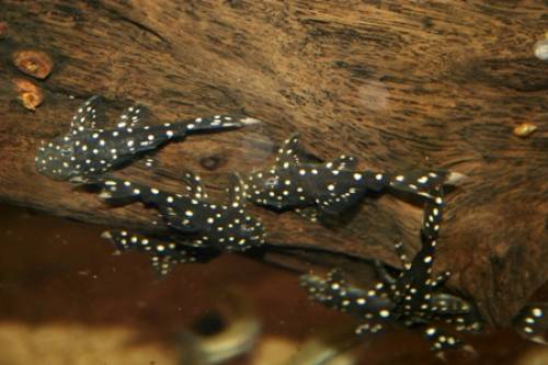 brillant antennenwels l nachzucht