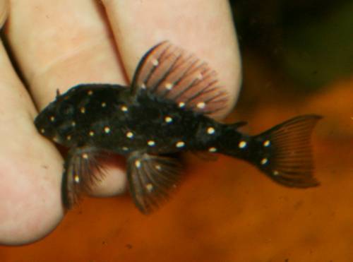 orinoko engelsharnischwels l nachzucht