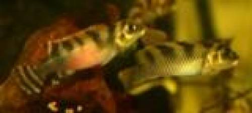 kongocichlide nanochromis transvestitus preis pro paar