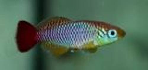 foerschi prachtgrund k�rpfling preis pro paar