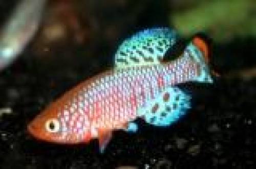 rachovi prachtgrundk�rpfling preis pro paar