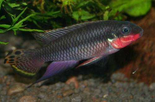 smaragd prachtbarsch nigeria rot xl preis pro paar