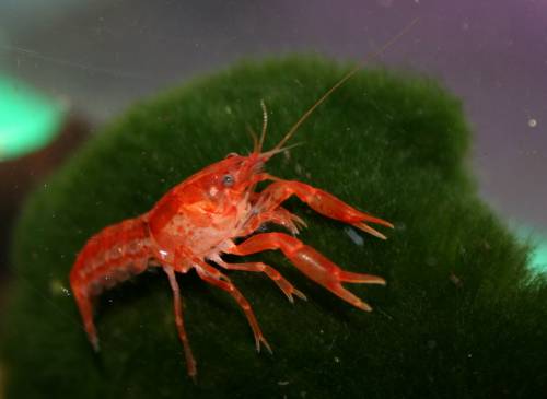 orange zwergflu�krebs cpo cambarellus patzcuarensis