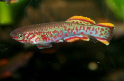 gardneri prachtk�rpfling preis pro paar