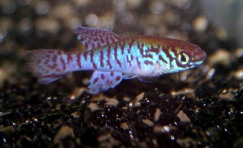 faden prachtk�rpfling preis pro paar