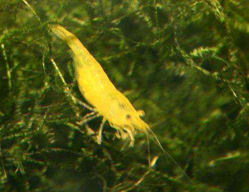 gelbe zwerggarnele neocaridina heteropoda