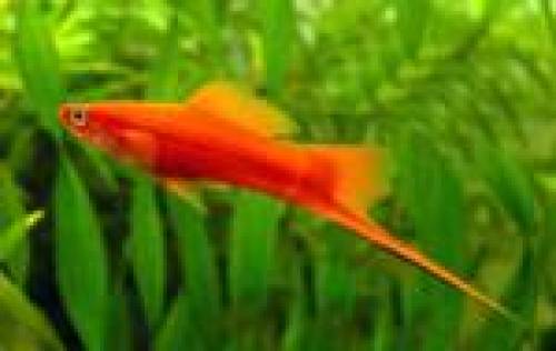 schwerttr�ger xiphophorus hellerii orange